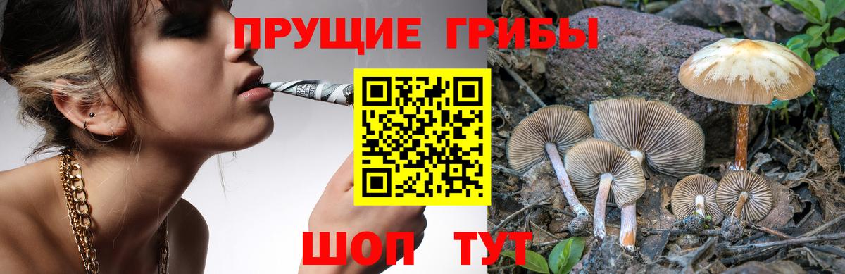 Псилоцибиновые грибы Psilocybe Коммунар